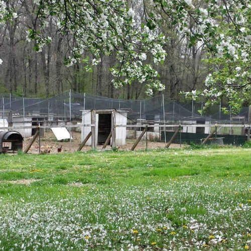 Poultry Netting 1" or 2" Mesh Heavy Knotted Nets Aviary Gamefowl Quail Chicken Bird Block Net Long Lasting Break/Burst 85/245 lb Polyethylene 8-10 Year Lifespan (6' X 150', 1)