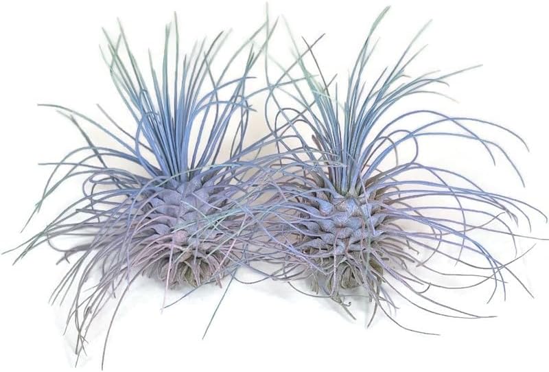 Thin Air Plant, Guatemala Tillandsia Live Airplant, Healthy Arrival Guaranteed, Great Indoor Plant, Home Decor & Gift (2 Rainbow #4)