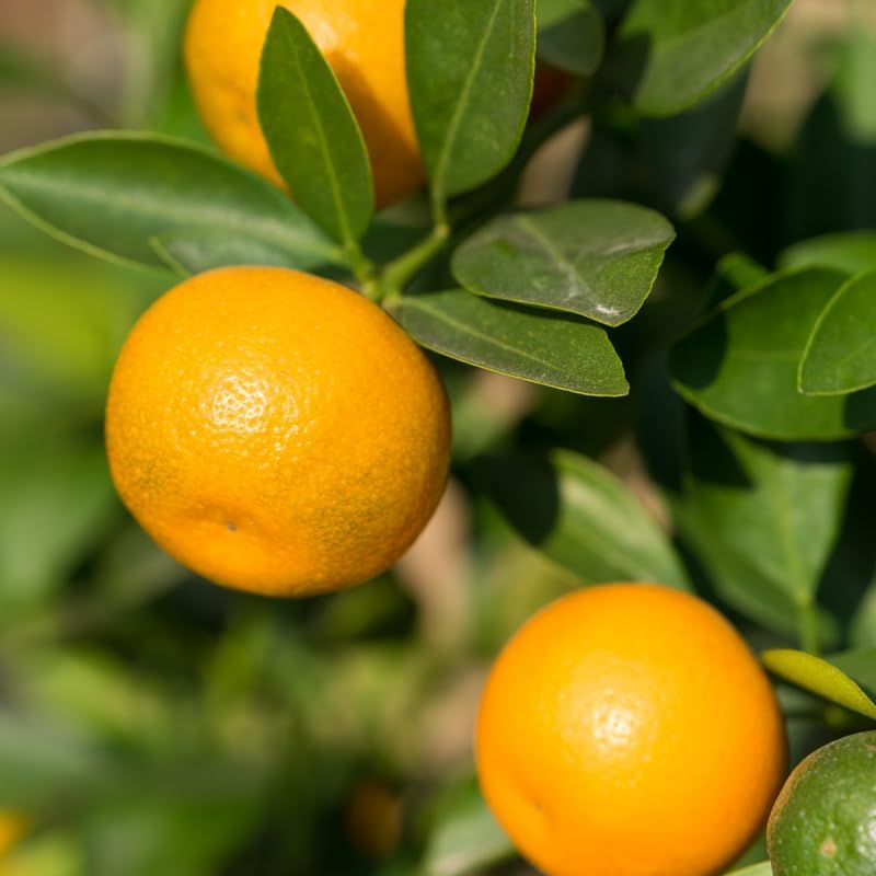 Calamansi Calamondin Tree in Pot, Live Calamansi Fruit Tree Plant, 2 to 3 Feet Tall Calamansi Plant, Calamansi Trees Live Plants, Kalamansi Calamondin Citrus Plant, No Ship to CA