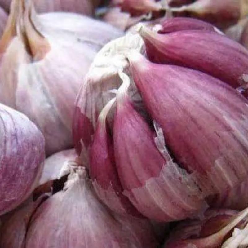 1 Pound Garlic for Planting in Fall Hardneck, 8 Purple Garlic Bulbs for Planting, Fresh and High Yield Bulb Variety Pack, Hardy and Fast Growing