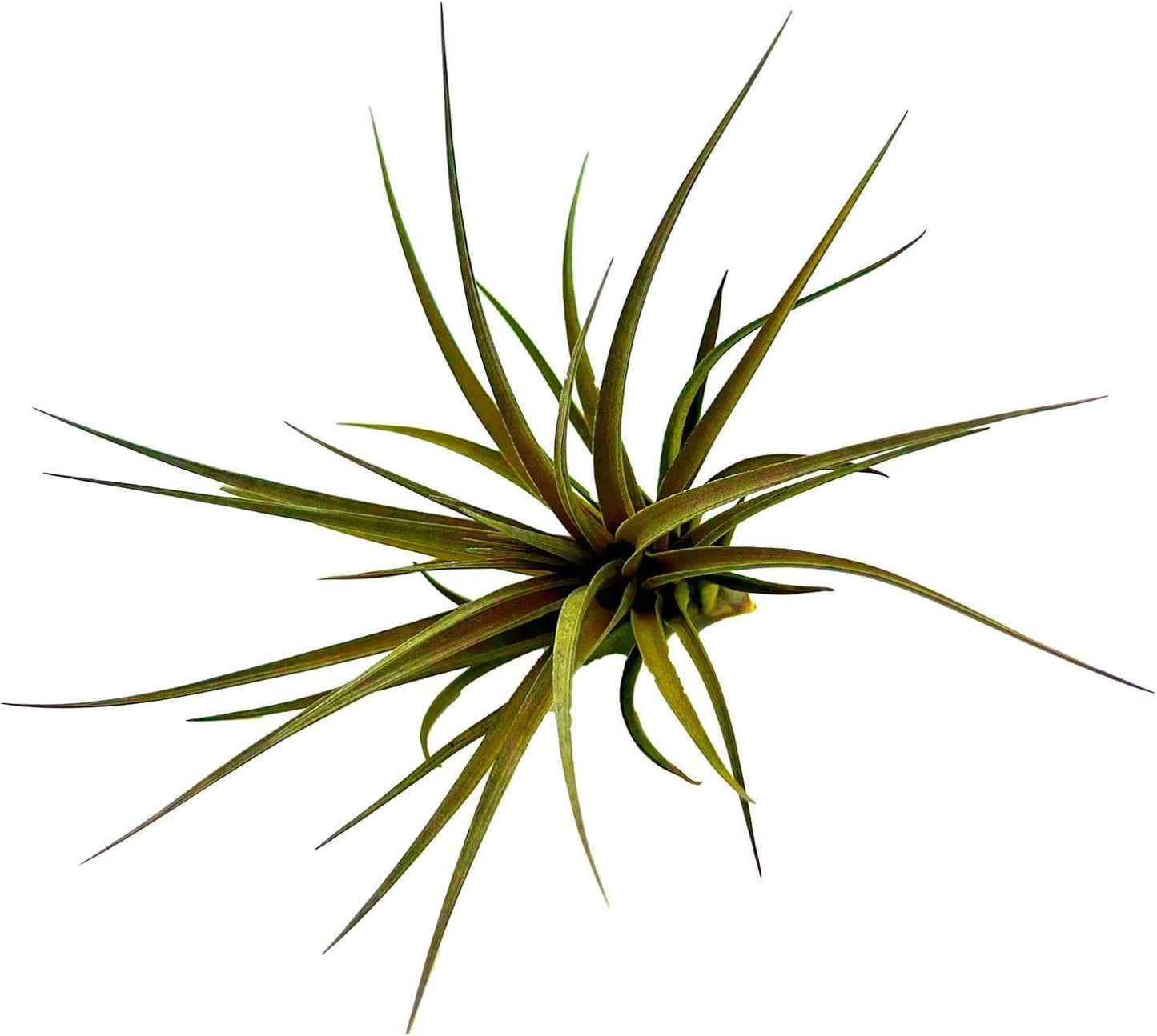 Air Plants - Flowering Tillandsia Stricta Large 5" - 5ct - Live Arrival Guaranteed - House Plants for Home Decor & Gift