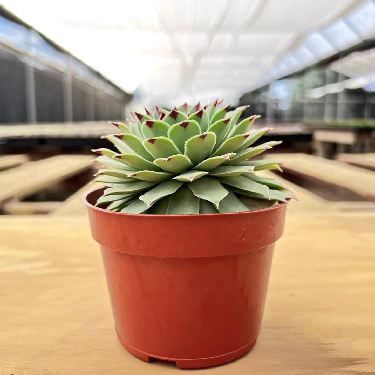 4-inch Succulent Sempervivum calcareum, Live Succulents Plants Fully Rooted in Pots with Soil, Easy-Care House Plants for DIY, Home Office Decoration