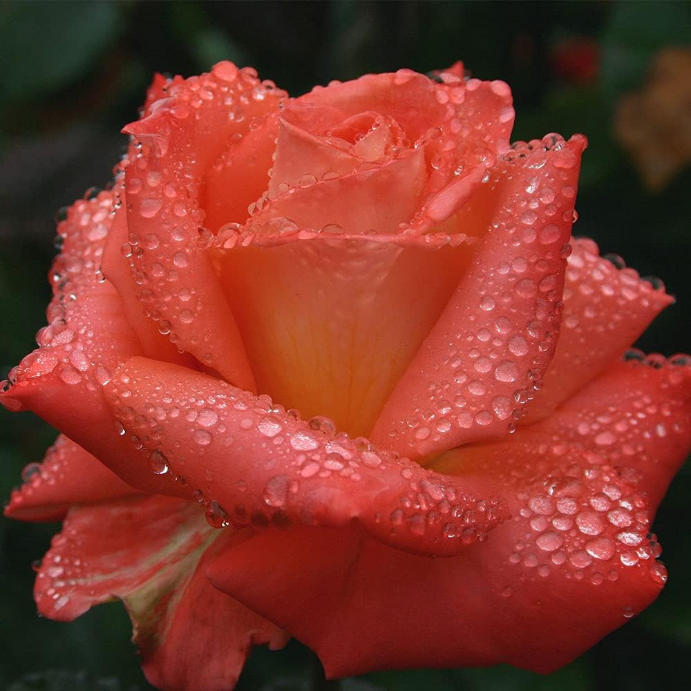 Heirloom Roses Rose Plant - Folklore™ Orange Rose Bush, Hybrid Tea Live Plant for Planting Outdoors