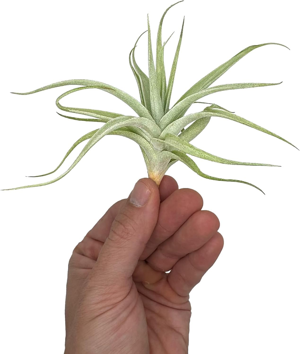 Live Air Plants - Tillandsia Albida 3-5" - 5ct – ragnaroc Live Indoor Plant - Live Arrival Guaranteed - House Plants for Home Decor & Gift