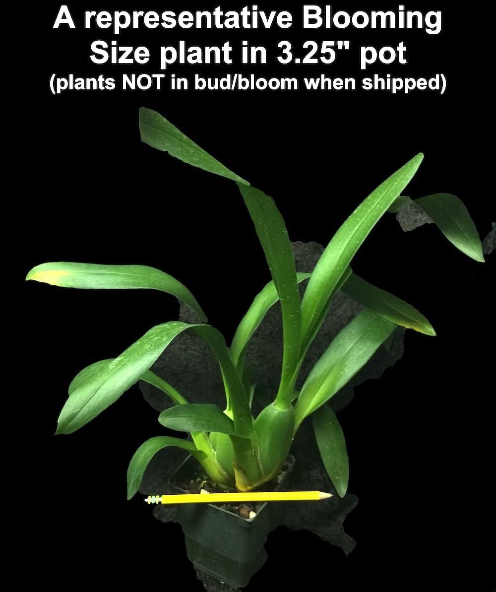 Charles M Fitch Izumi - Spicy Fragrance, Easy to Grow, floriferous (NOT in-Bud/Bloom When Shipped)