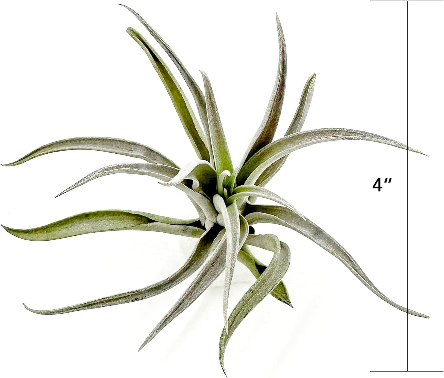 Air Plants - Flowering Tillandsia Harrisii, Large 3-5" - 5ct - Live Arrival Guaranteed - House Plants for Home Decor & Gift
