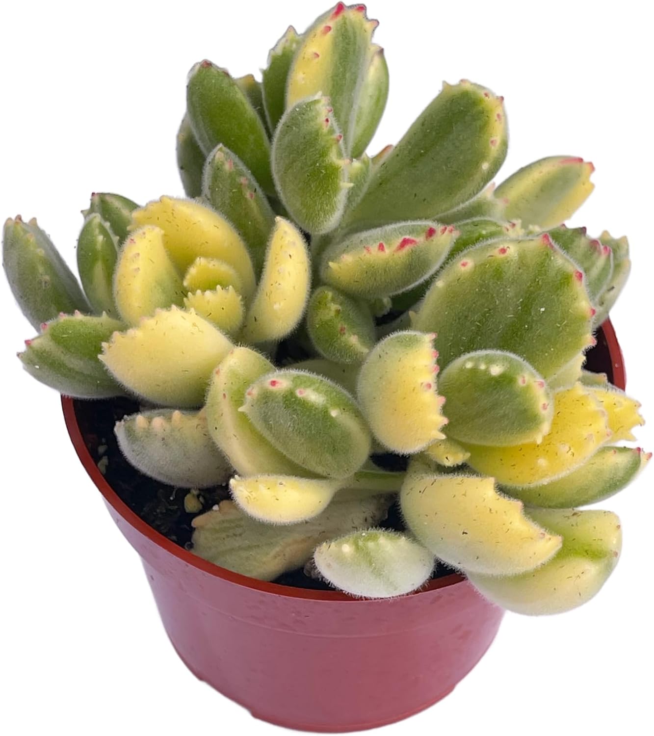 Live Succulent 4" Variegated Bear Paws Rooted in Pots with Soil Mix, Succulents Plants Live, Rare House Plant for Home Office Wedding Indoor Outdoor Decoration, DIY Projects by The Succulent Cult