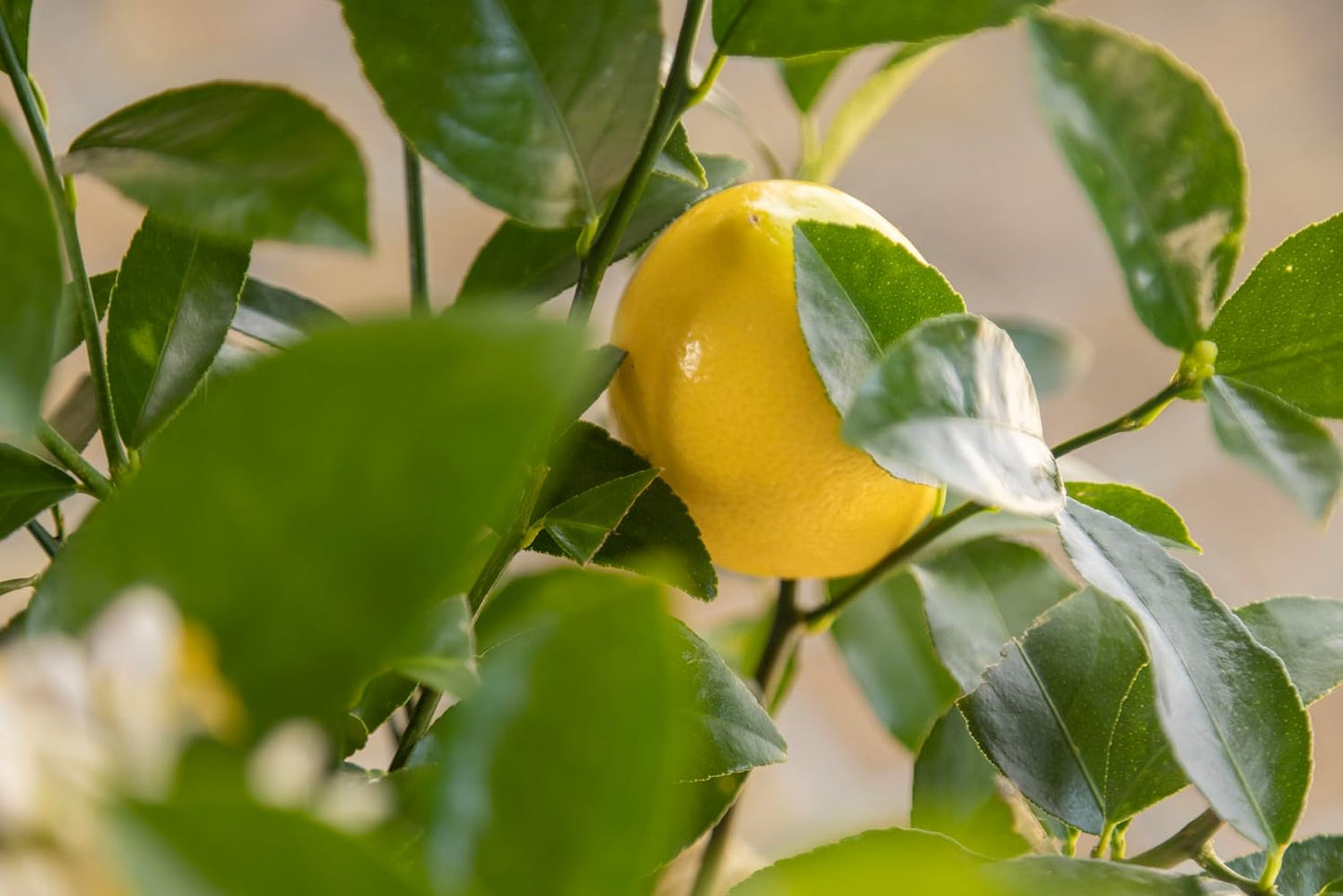 Mother's Day Meyer Lemon Gift Tree, Dwarf Fruit Tree with Juicy Sweet Lemons, Thoughtful Mothers Day Present, NO Ship to TX, LA, AZ, AL and CA