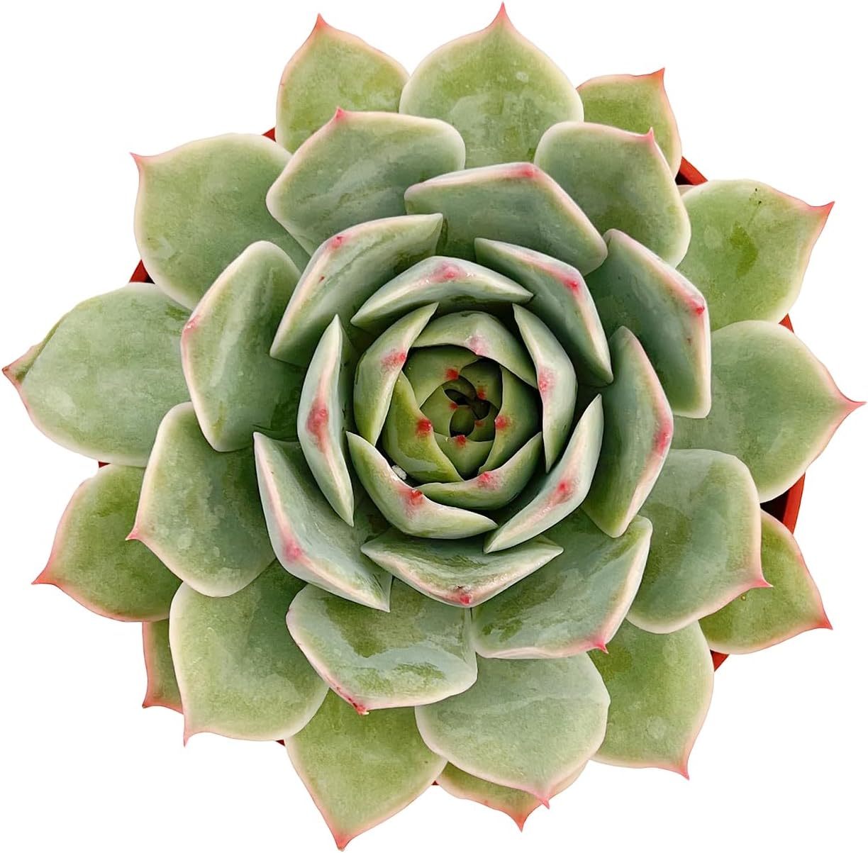 Live Succulent Plants Echeveria 'Pink Tips', Easy Care Potted Succulents, Approx 4" D x 4" H, Indoor Houseplant, Unique Gifts, Home Office Décor