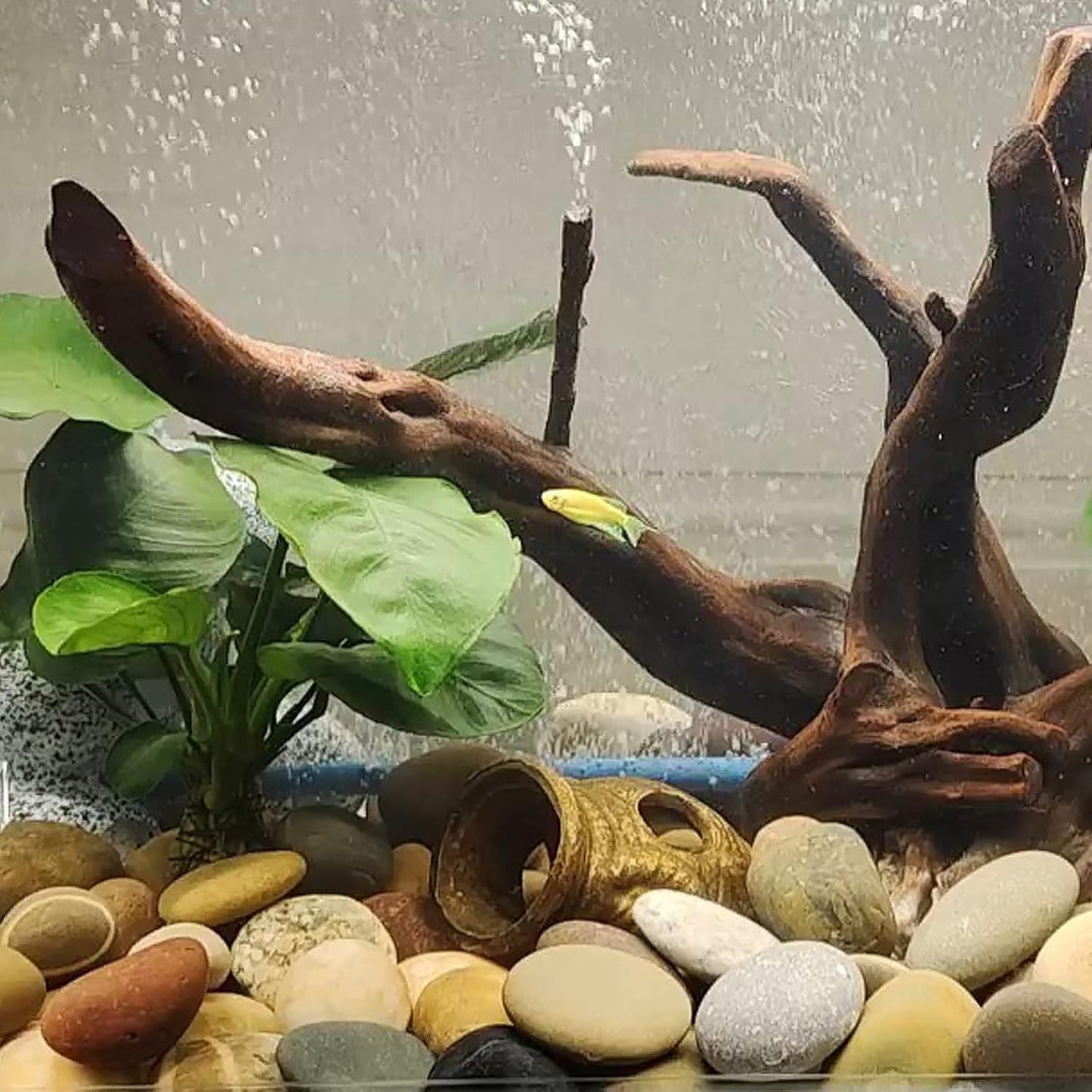 10 lbs River Rocks, 2-3 Inch Natural Pebbles for Plants, Landscaping, Garden, Aquarium, Backyard and Indoor Water Fountains