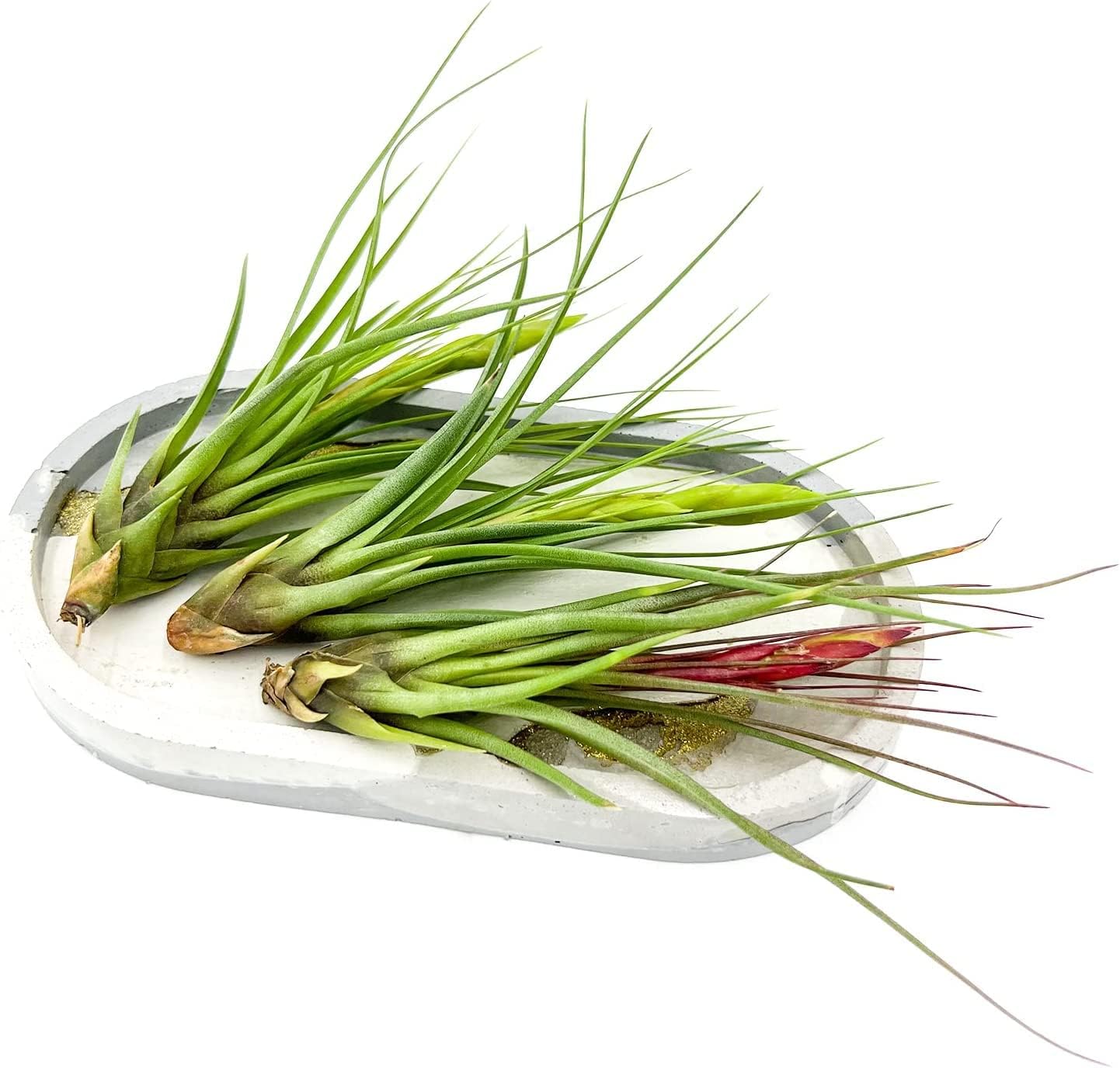 Air Plants - Flowering Tillandsia Melanocrater Tricolor, Large 5" - 2ct - Live Arrival Guaranteed - House Plants for Home Decor & Gift