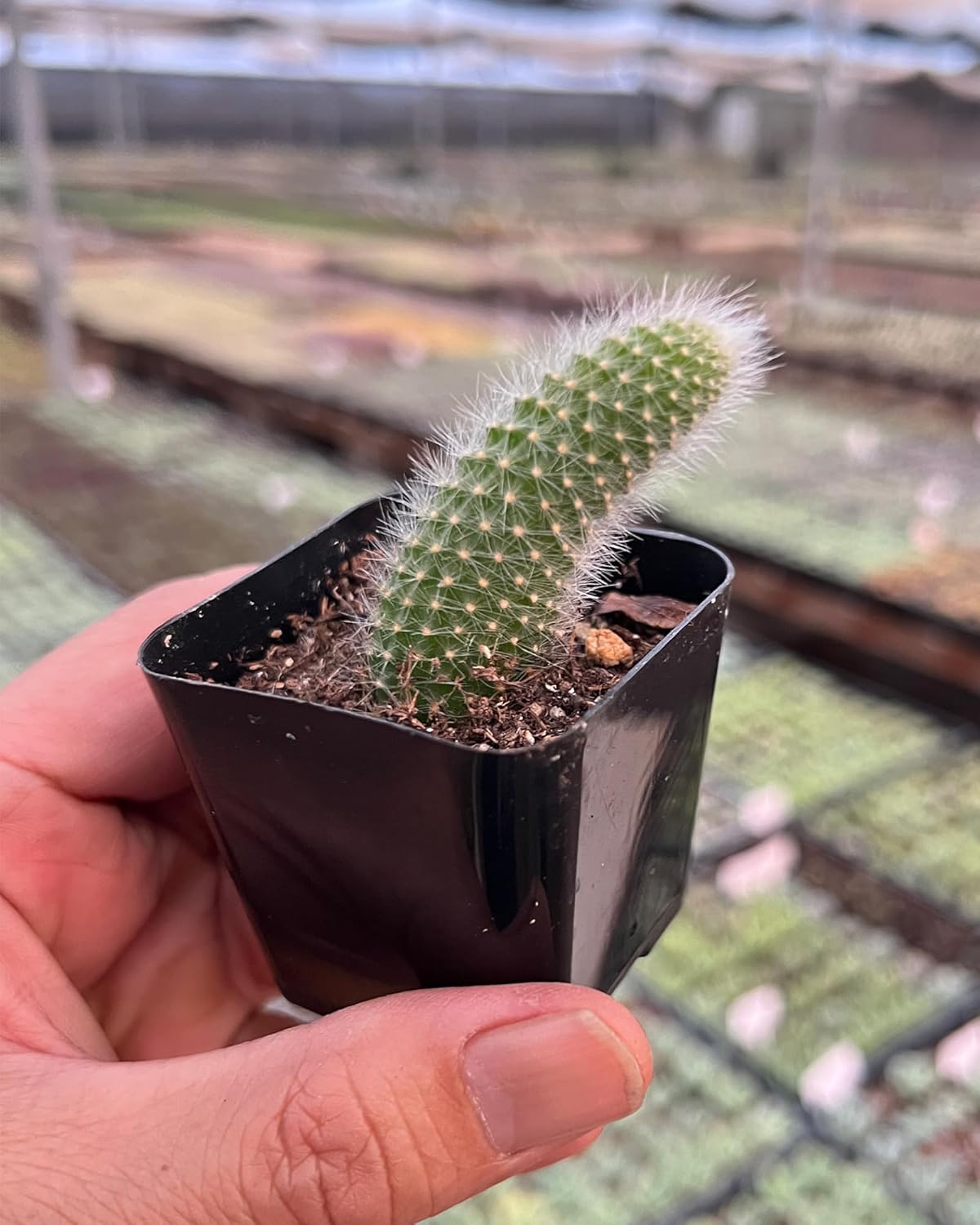 Rare Cactus Plants, 2" Monkey Tail Cactus, Live Succulent Cacti Plants Fully Rooted in Grower Pots, Easy Care House Plant
