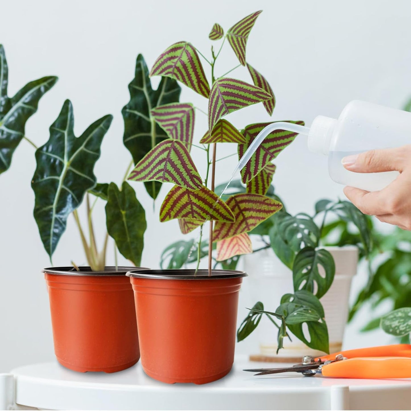 100 Pcs Plant Nursery Pots,6 Inch Thicker Plastic Seedling Pots with Holes,Seed Starting Pot Flower Plant Container for Succulents,Seedlings,Cuttings,Transplanting