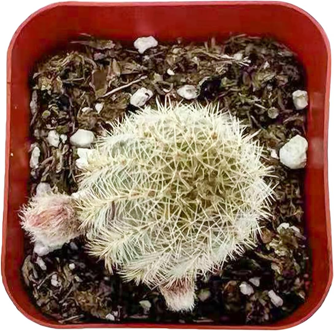 Sprout N Green Echinopsis chamaecereus H.Friedrich & Glaetzle, Live Cactus Plant Fully Rooted in 2" Pots with Soil Mix, Houseplant for Indoor Outdoor Home Office Wedding Decor Party Favor