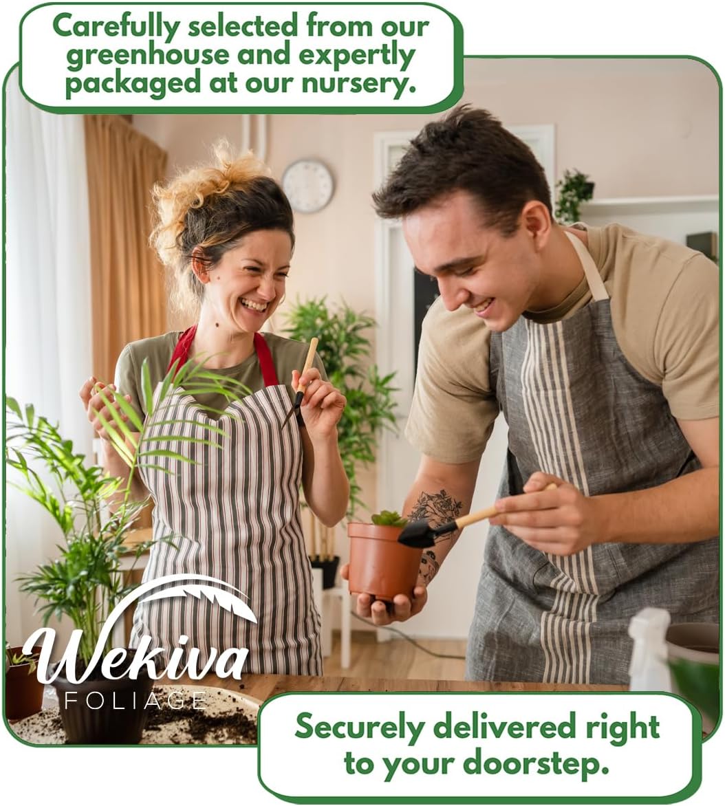 Yellow Long Neck Fig Tree - 4 Live Starter Plants - Ficus Carica - Edible Fruit Tree for The Patio and Garden