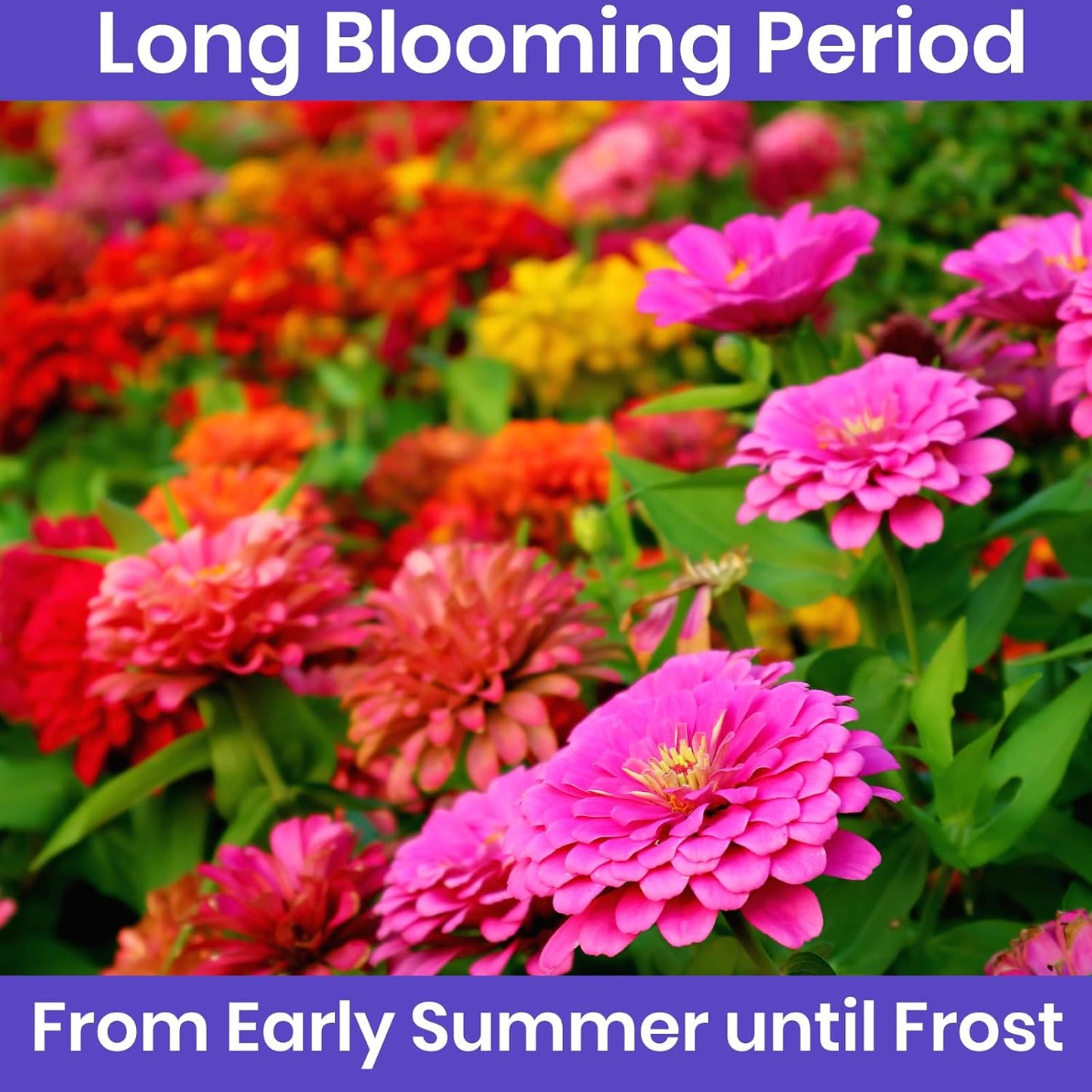 NatureZ Edge Zinnia Seeds for Planting Outdoors, Flower Seeds, Bulk Semillas De Flores para Sembrar, Pumila Mix 4.2 g