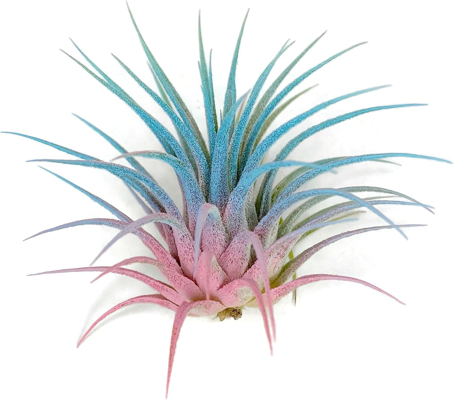 Ionantha Guatemala Tillandsia Air Plant, Guatemala Tillandsia Live Airplant, Healthy Arrival Guaranteed, Great Indoor Plant, Home Decor & Gift (Rainbow #4)