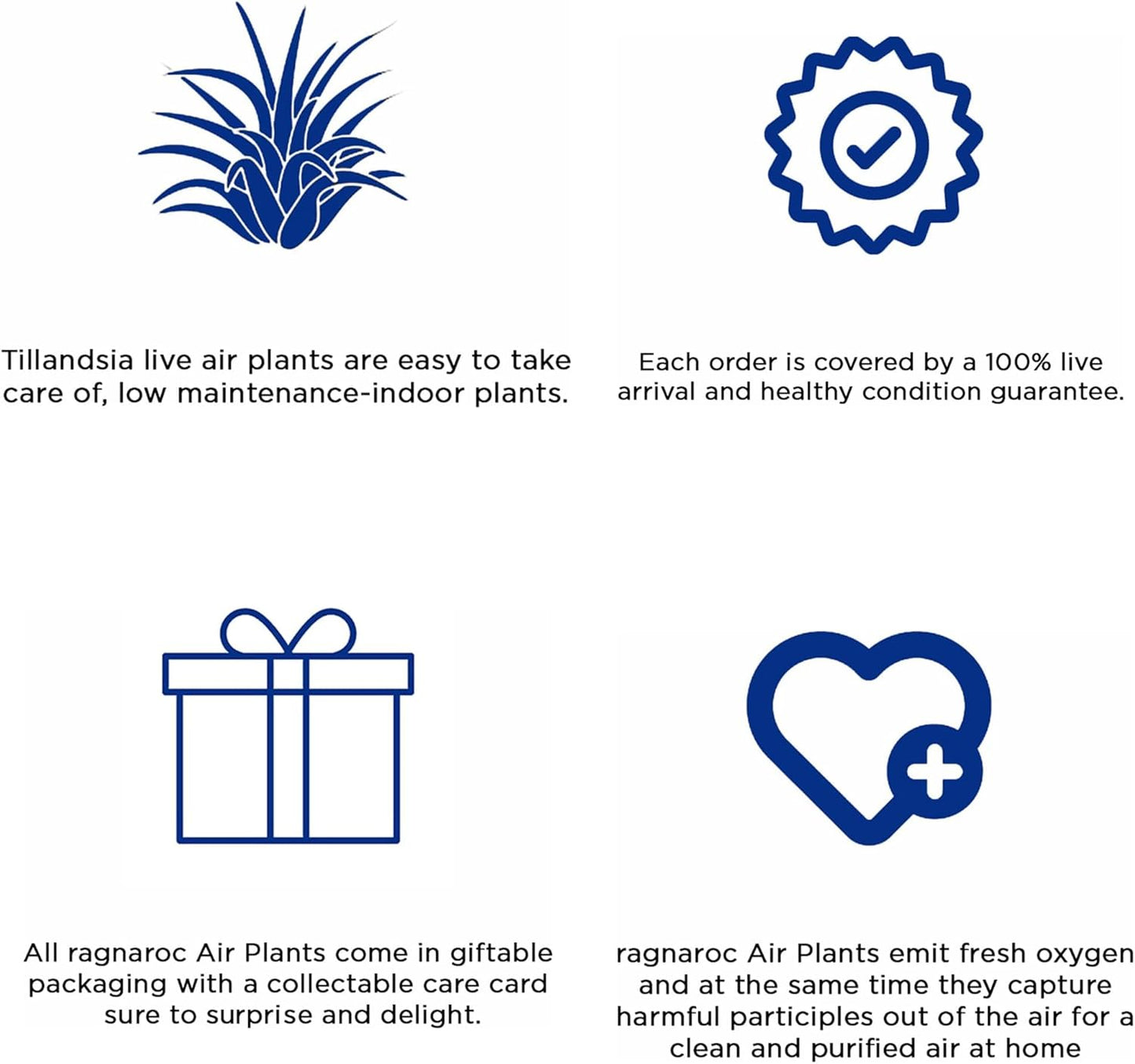 Air Plants - Tillandsia Seleriana, Large 4-6" - 3ct - Live Arrival Guaranteed - House Plants for Home Decor & Gift