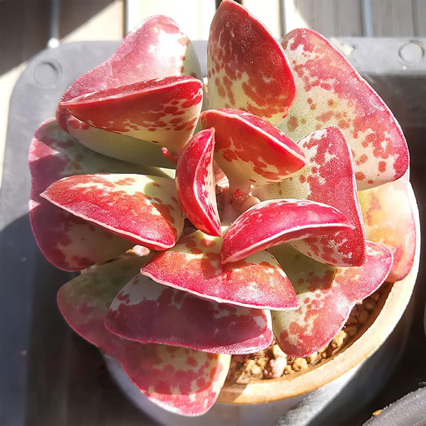 Live Succulent Calico Hearts, Approx 2-inch Large, Potted Succulents, Fully Rooted, Easy Care House Plants