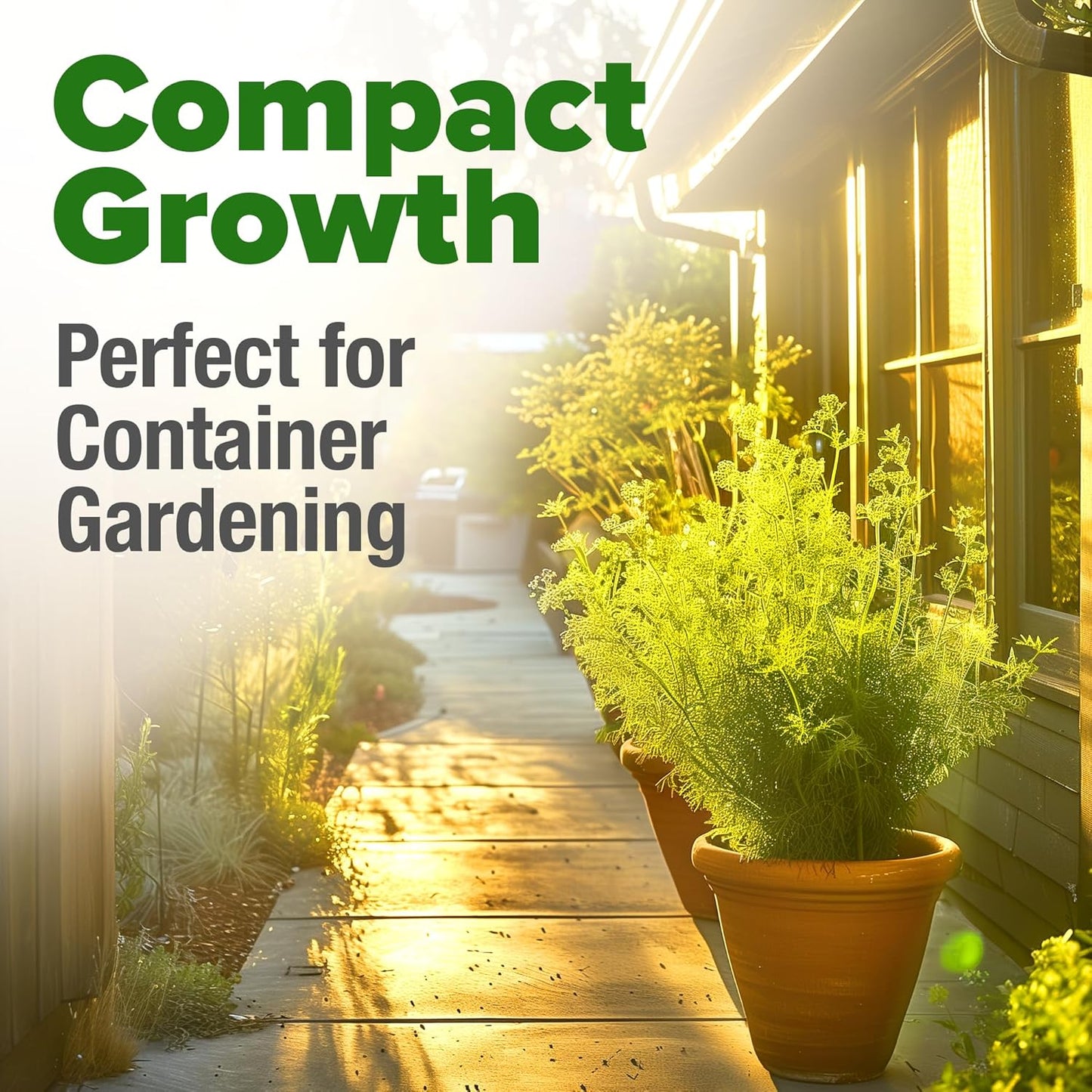 HOME GROWN π¨π¦π π£π₯ππ ππ¨π Dill Seeds for Planting 1,014 Bouquet Dill Seeds π‘π’π‘-ππ π’ and Heirloom Herb Seeds for Planting Outdoors, Grow Your Fragrant Dill Herb Garden (Anethum graveolens)