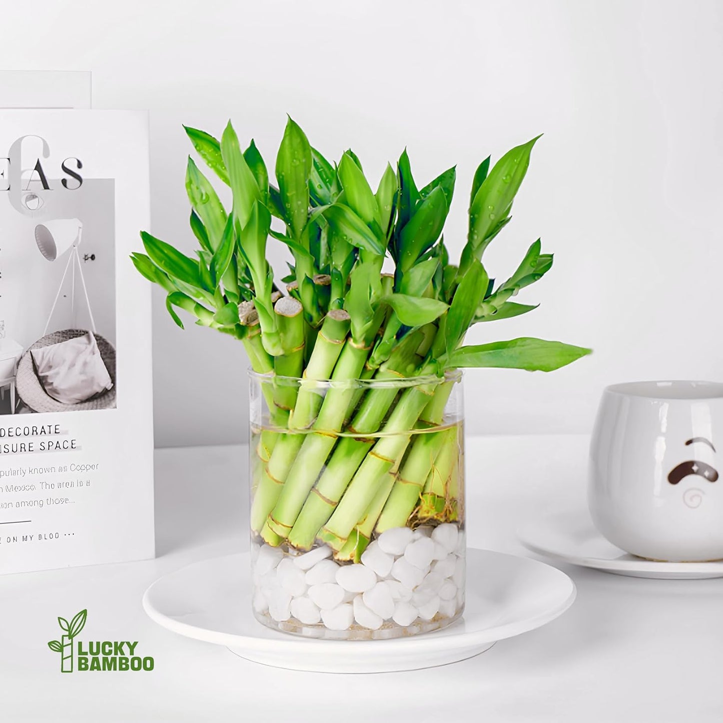 Lucky Bamboo Plants Live Indoor (10 Stalks, 8 Inch) - Fresh House Plants for Office Desk, Home Decor, for Positive Energy, Prosperity & Easy Care