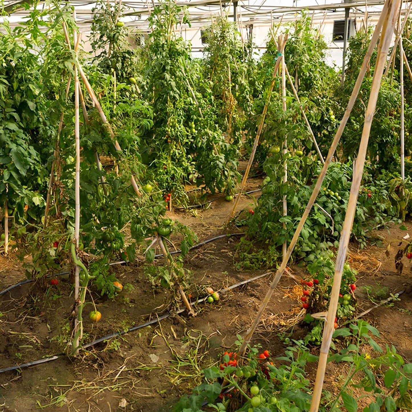 Plant Stakes, 4FT Natural Bamboo Garden Stakes, 25Pcs Bamboo Plant Stakes,Bamboo Sticks for Tomato,Beans,Vegetable and Climbing Plants