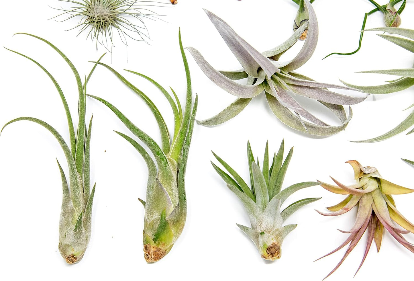 25 Grab Bag Pack Small & Medium Air Plants - Fertilizer Packet - Wholesale - Bulk - Live Tillandsia - Easy Care House Plant - Succulents