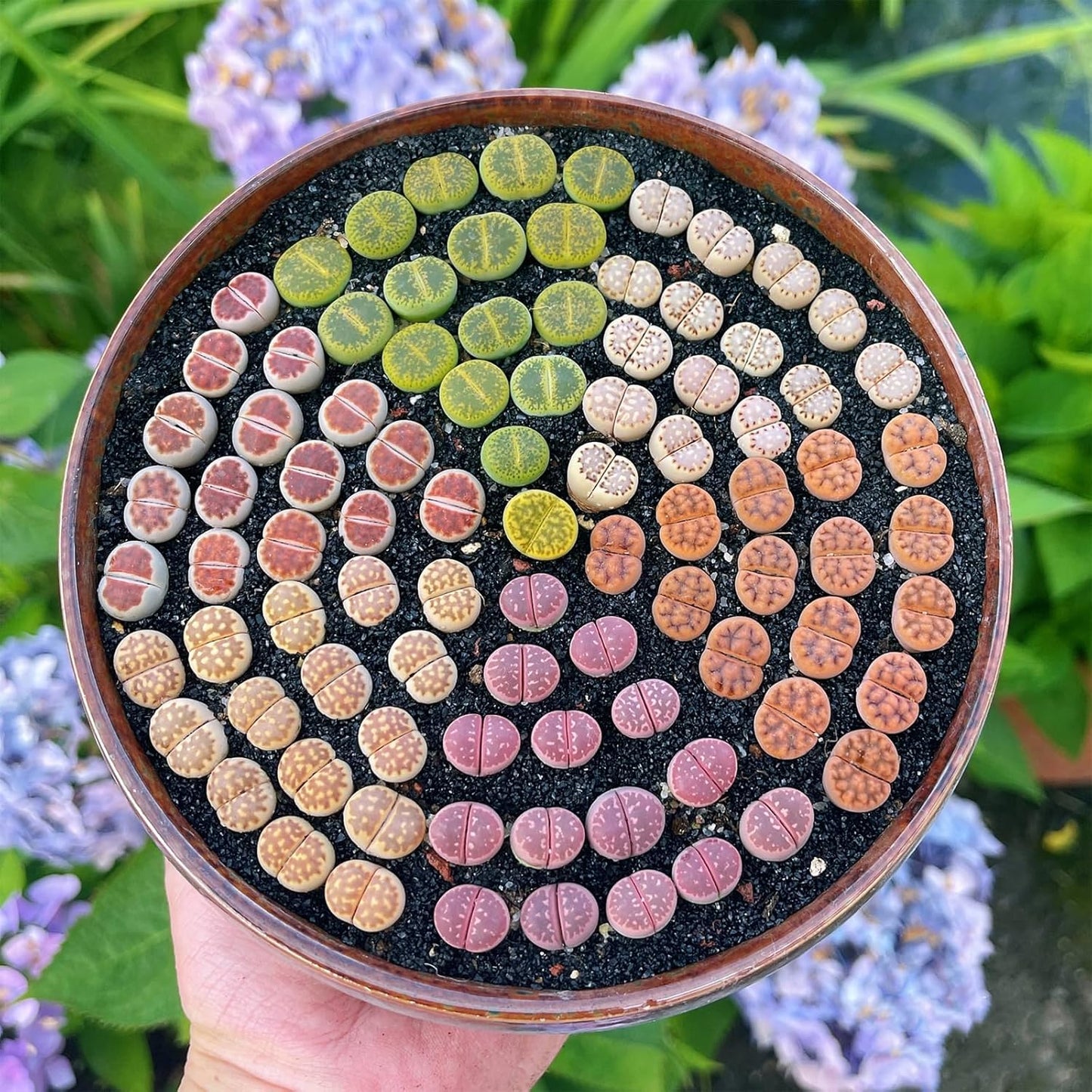 Sprout N Green Rare Lithops Collection, Living Stone Plant Fully Rooted in 4" Pot, Cute Potted Succulents Houseplant Pebble Plant, Great for Terrarium Arrangement, DIY Project