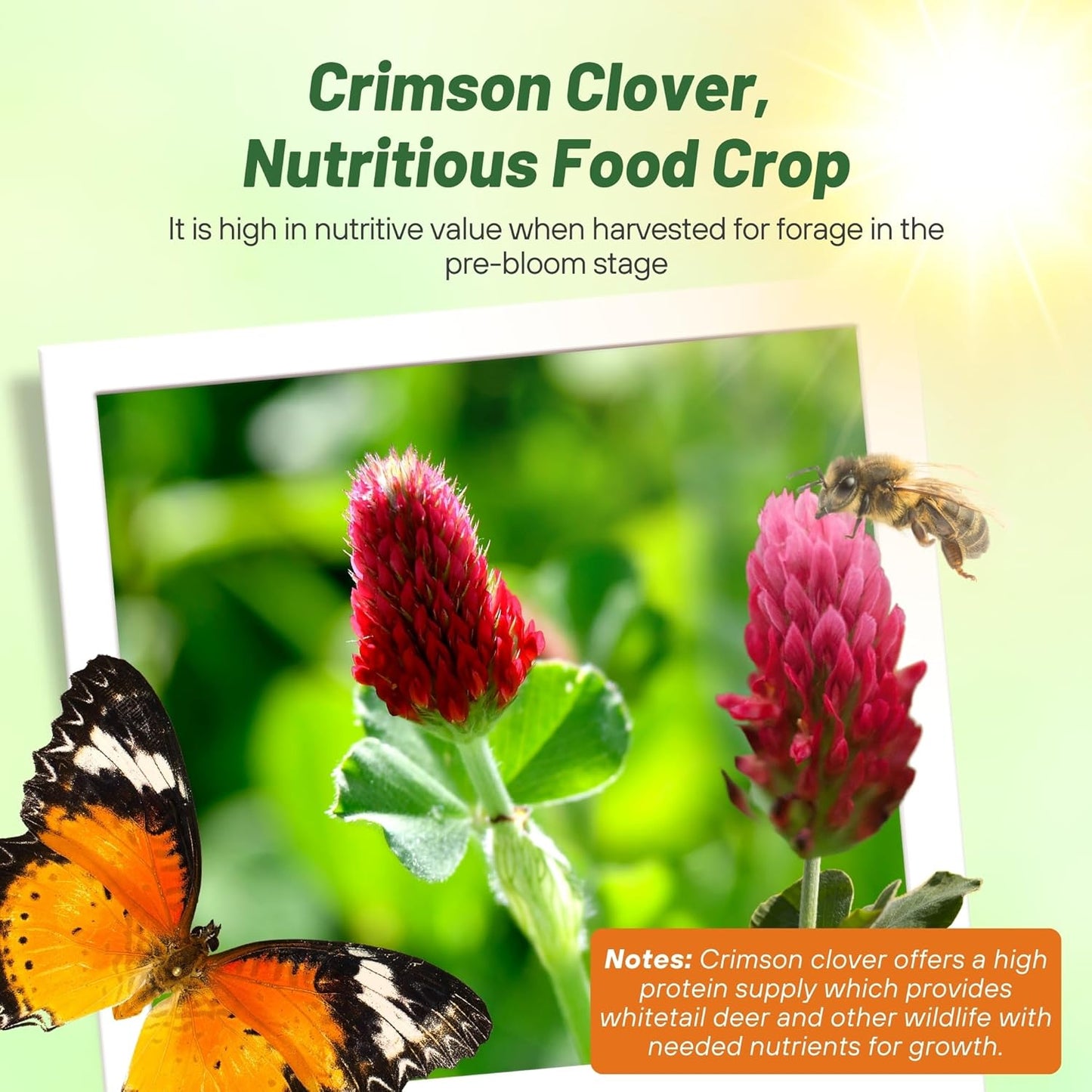 Outsidepride Crimson Clover Seeds - 5 lbs. Annual, Nitrocoated, & Inoculated Ground Cover Seeds, Ideal Clover Seed for Lawn, Cover Crop, Pasture, Hay, Green Manure & Wildlife Forage