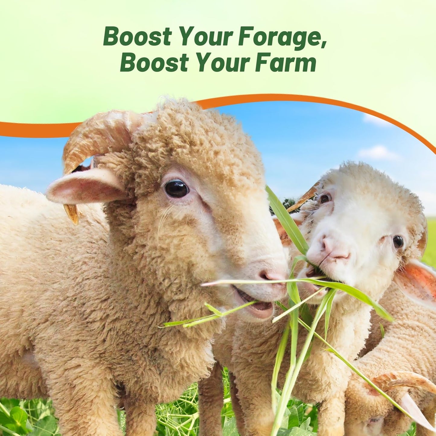 Outsidepride Dundale Spring Field Peas Seeds - 20 lbs. Annual, High-Protein Legume & Cover Crop Seeds for Forage, Food Plot, Gardens & Pastures - Ideal for Improving Soil Health, & Erosion Control