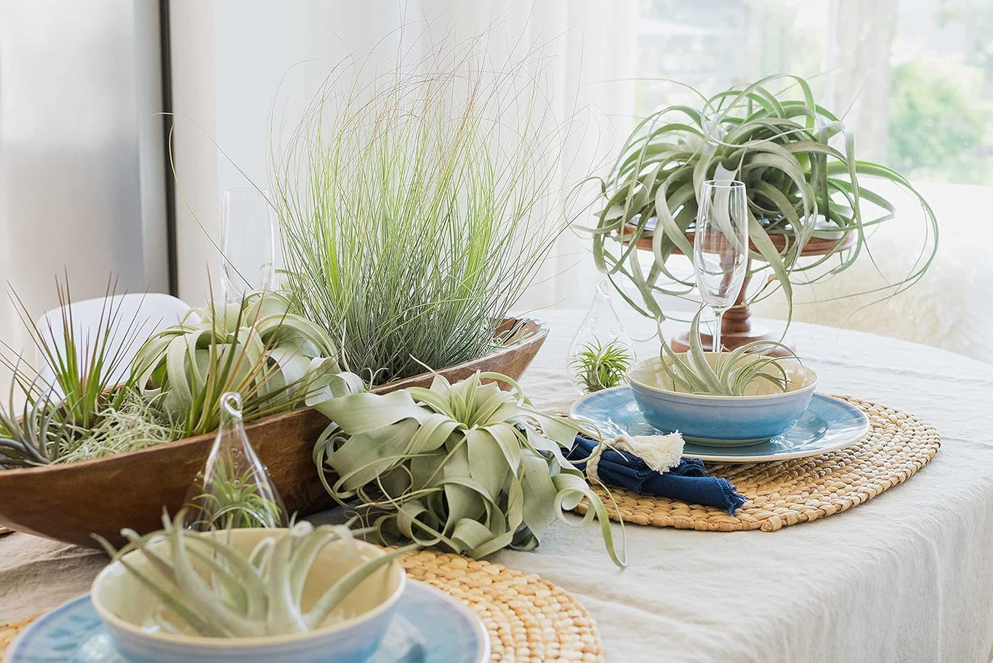 25 Pack of Classic Air Plants Variety - Live Succulent House Plants - Available in Wholesale and Bulk - Home and Garden Decor - Easy Care Indoor/Outdoor Air Plant