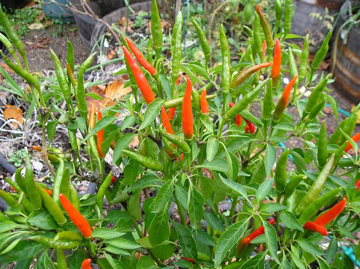 Clovers Garden Thai Gong Bao Dragon Hot Pepper Plants-Two (2) Live Plants – Non-GMO - Not Seeds – Each 4"-8" Tall in 4 Inch Pots -50K to 100K SHU, Edible Ornamental