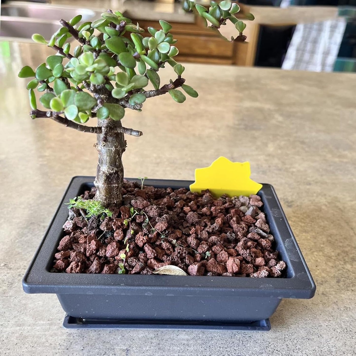 KINJOEK 25 PCS 6.5 Inch Plastic Bonsai Training Pots, Rectangular Plant Bonsai Tree Pot, Starter Flower Succulent Growing Seedling Pot Container Planter for Garden Indoor Home Decorative