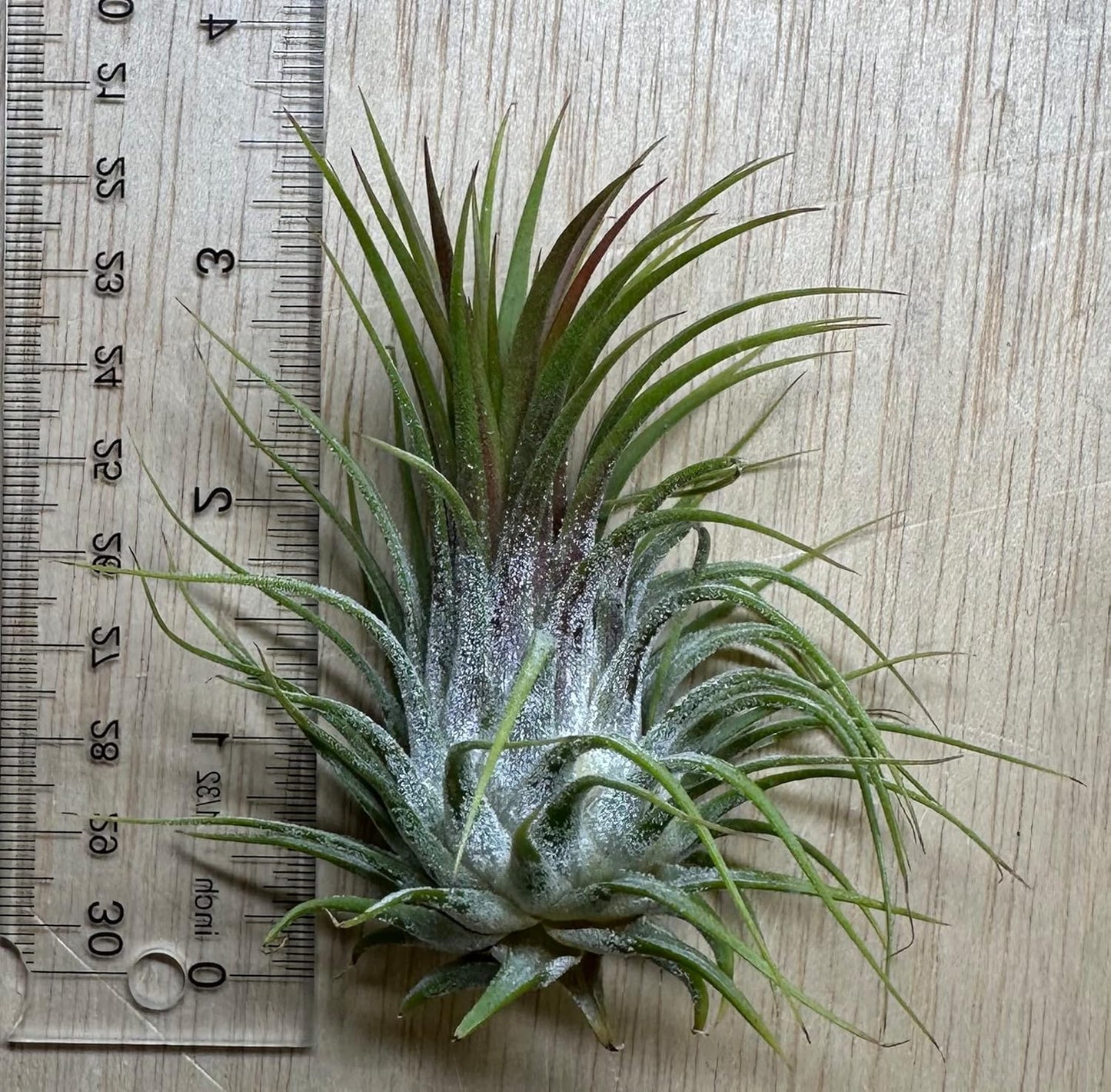 Live Extra Large Tillandsia Ionantha Guatemala Colorful Air Plant 3+ inch Enhanced Color Easy Care Indoor Outdoor Home Decor Gift Airplant by Awesome Industries (Deep Blue XL)