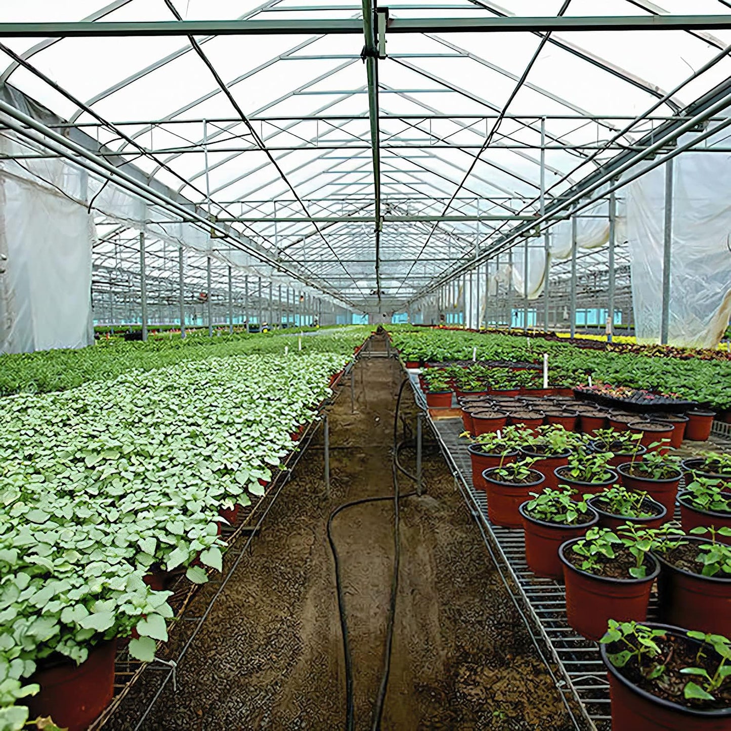 Greenhouse Plastic Sheeting 8x25 ft, 6 mil Thickness Replacement Cover, UV Resistant