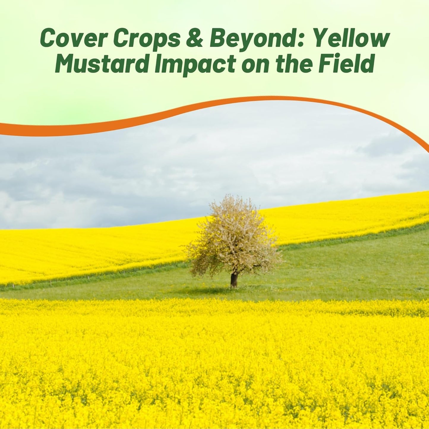 Outsidepride Yellow Mustard Seeds - 5000 Pcs Nutrient-Rich, Flavorful Annual Microgreen Seeds for Planting, Easy-to-Grow, Ideal for Indoor & Outdoor Cultivation, Soil & Hydroponic Systems