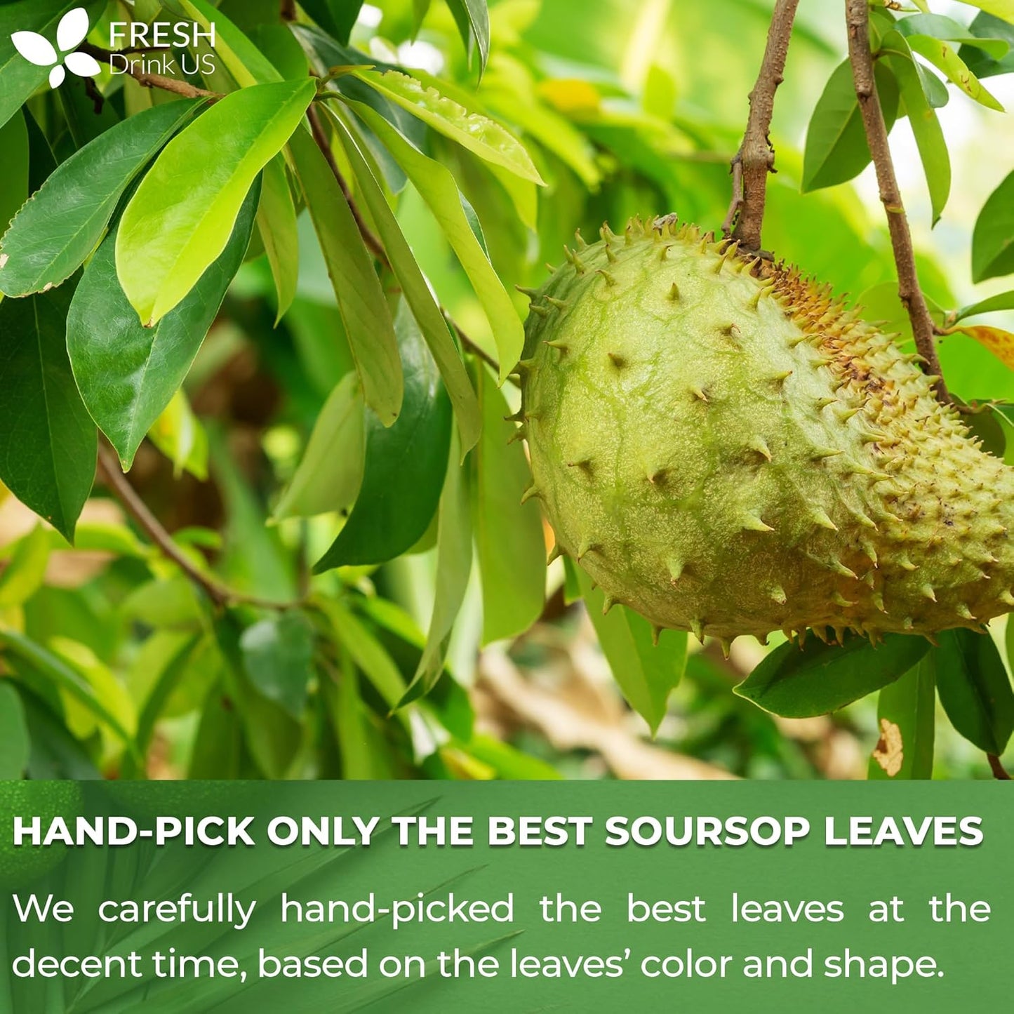 FreshDrinkUS, Premium 275+ Soursop Graviola Whole Dried Leaves Tea, 275-300 Soursop Graviola Guanabana Whole Leaves, Wildcrafted, Hoja Guanabana Loose Leaf Herbal Tea, No Gluten, Vegan