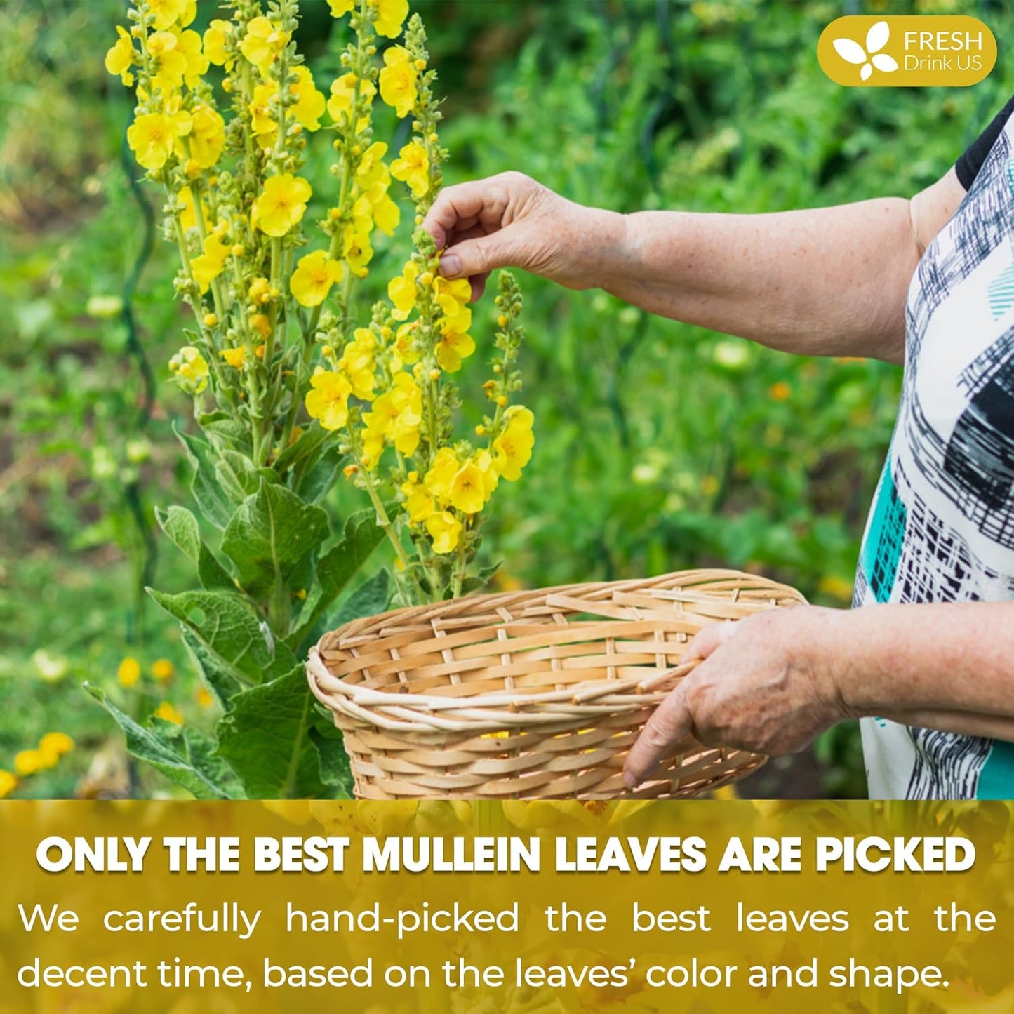 FreshDrinkUS, Premium 25 Mullein Leaf Tea For Lungs, Lung Detox Tea, Great Tea For Lung, Handmade, 100% Natural & Pure, Mullein Tea, Lung Detox For Smokers, No Sugar, No Caffeine, No Gluten, Vegan