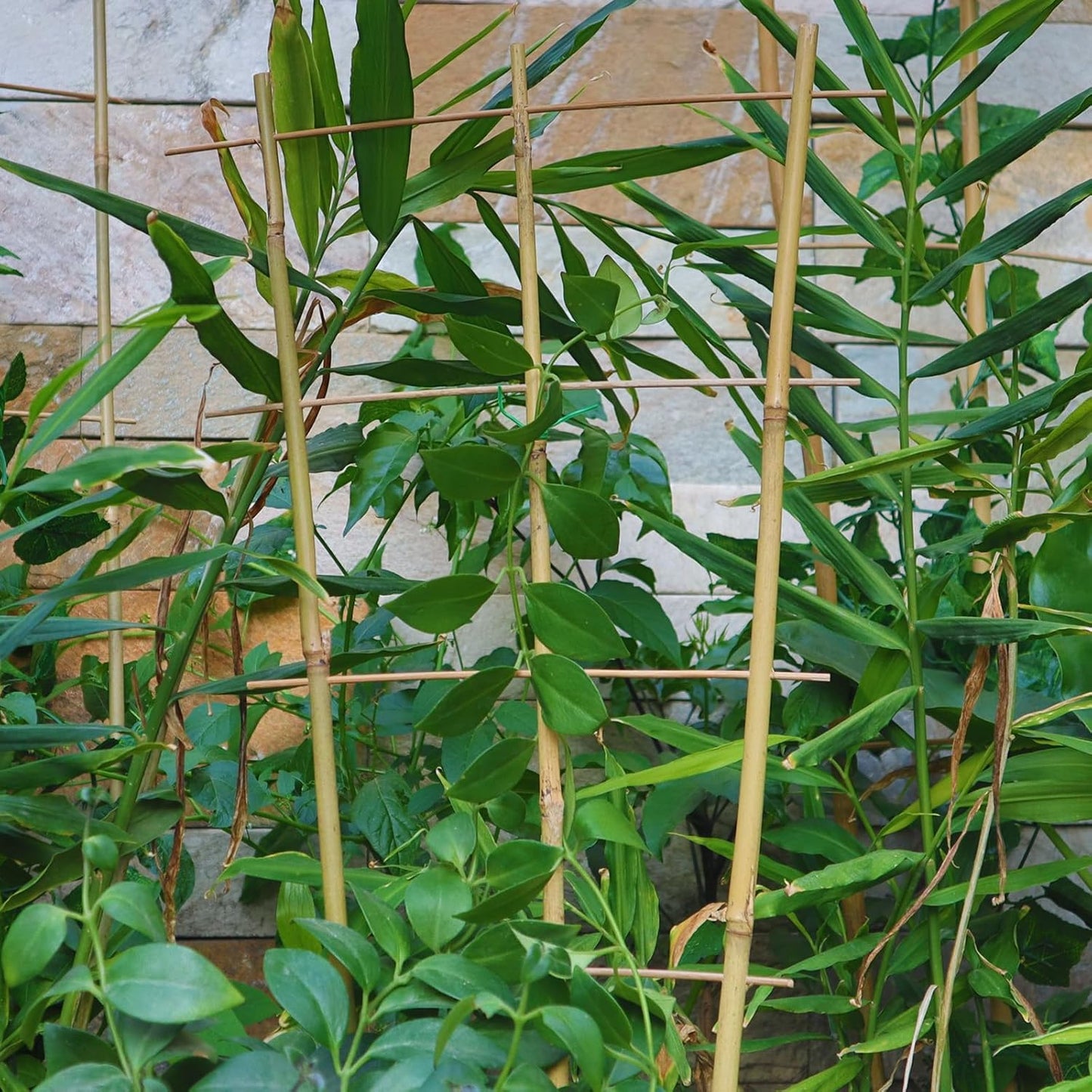 10 Pack 2ft Bamboo Trellis for Climbing Plants-Natural Garden Ladder Trellis, Fan -Shaped Support Trellis for Potted Plant Decor in Door