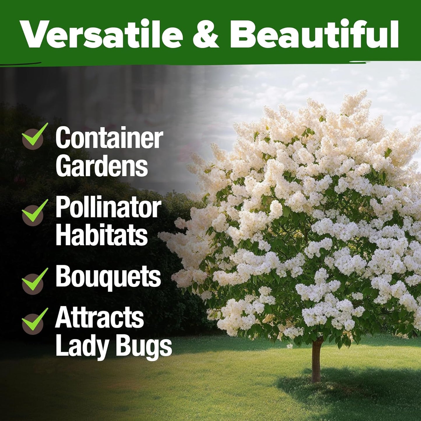 HOME GROWN ๐จ๐ฆ๐ 53 White Lilac Flower Seeds Non-GMO, Heirloom Tree Seeds for Planting, Fragrant Flowering Tree Seeds for Landscaping, Pollinator Gardens, and Ornamental Borders (Syringa reticulata)
