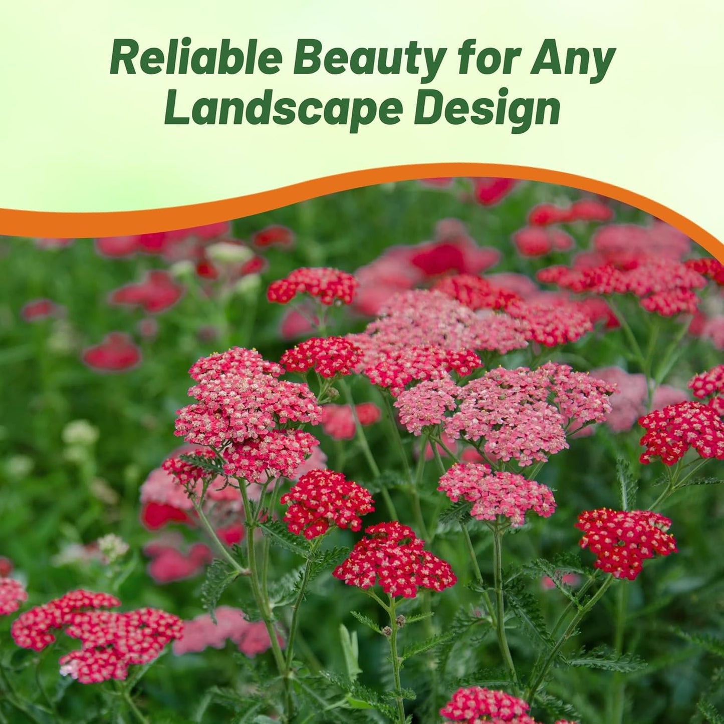 Outsidepride Cerise Queen Yarrow Seeds – 5000 Pcs. Perennial, Versatile, Clump-Forming, & Drought Tolerant Flower Seeds for Planting Fragrant & Vibrant Blooms, Ideal for Pollinator Gardens