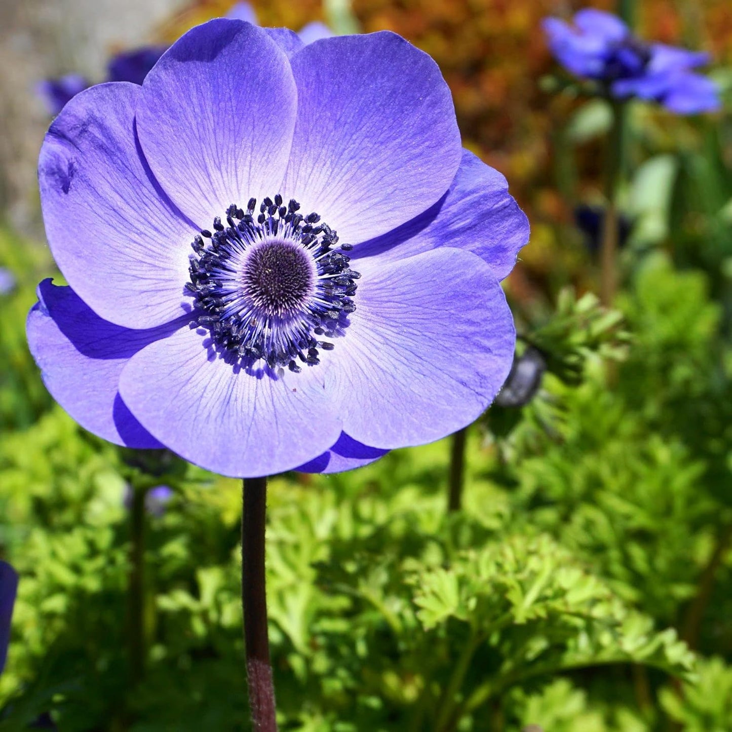 Easy to Grow Anemone Italian Mistral Plus Blu - 10 Plant Bulbs, Blue-Violet Flowers in Spring Gardens Full Sun