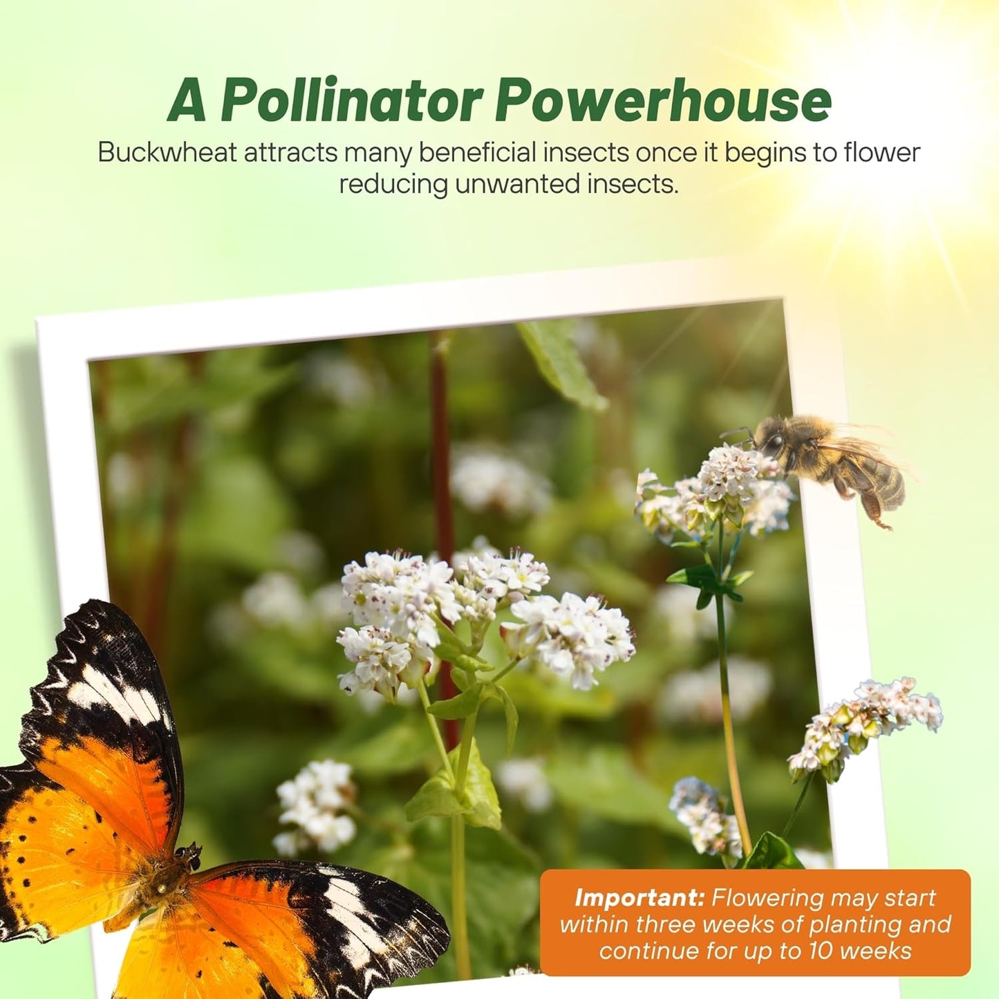 Outsidepride Buckwheat Seeds - 50lbs Annual, Fast-Growing, Easy to Grow Buckwheat Cover Crop Seeds for Green Manure, Bee Pasture & Pollinators, Wildlife Habitat, Soil Improvement, and Erosion Control