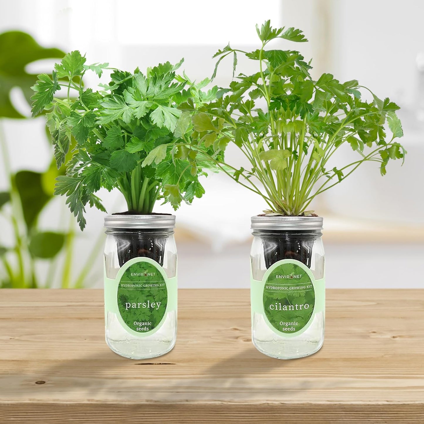 2-Pack Hydroponic Mason Jar Herb Garden Kit, Indoor Herb Garden Self-Watering Starter Kit (Parsley,Cilantro)