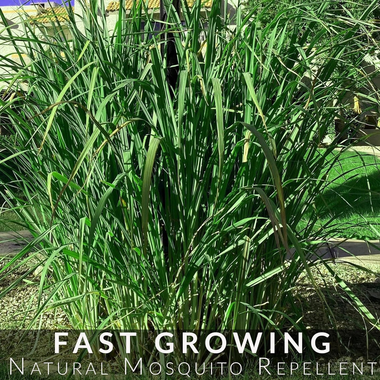 5 Lemongrass Plants 12 Inches Long, Rooted & Ready to Plant, Hydroponically Grown Lemon Grass Live Stalks, Natural Mosquito Repellent, Premium Quality Stalks Perfect for Tea and Essential Oils