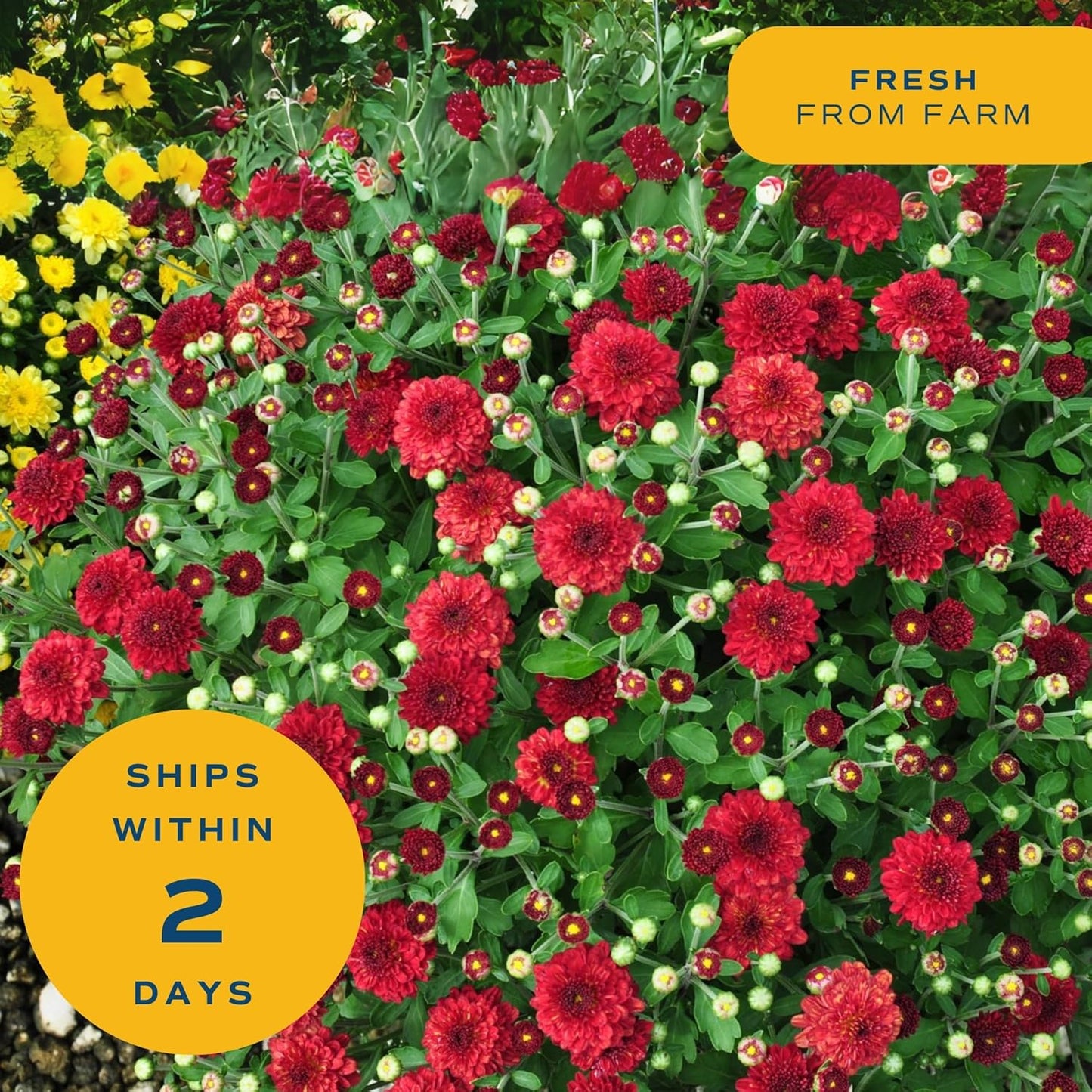 Costa Farms Live Plants – Fall Mums 4-Pack (Red) in Grower Pots | 1 Qt. Seasonal Houseplants & Outdoor Flowers for Porch, Patio, or Garden | Ships in Bud Form for Longer Bloom