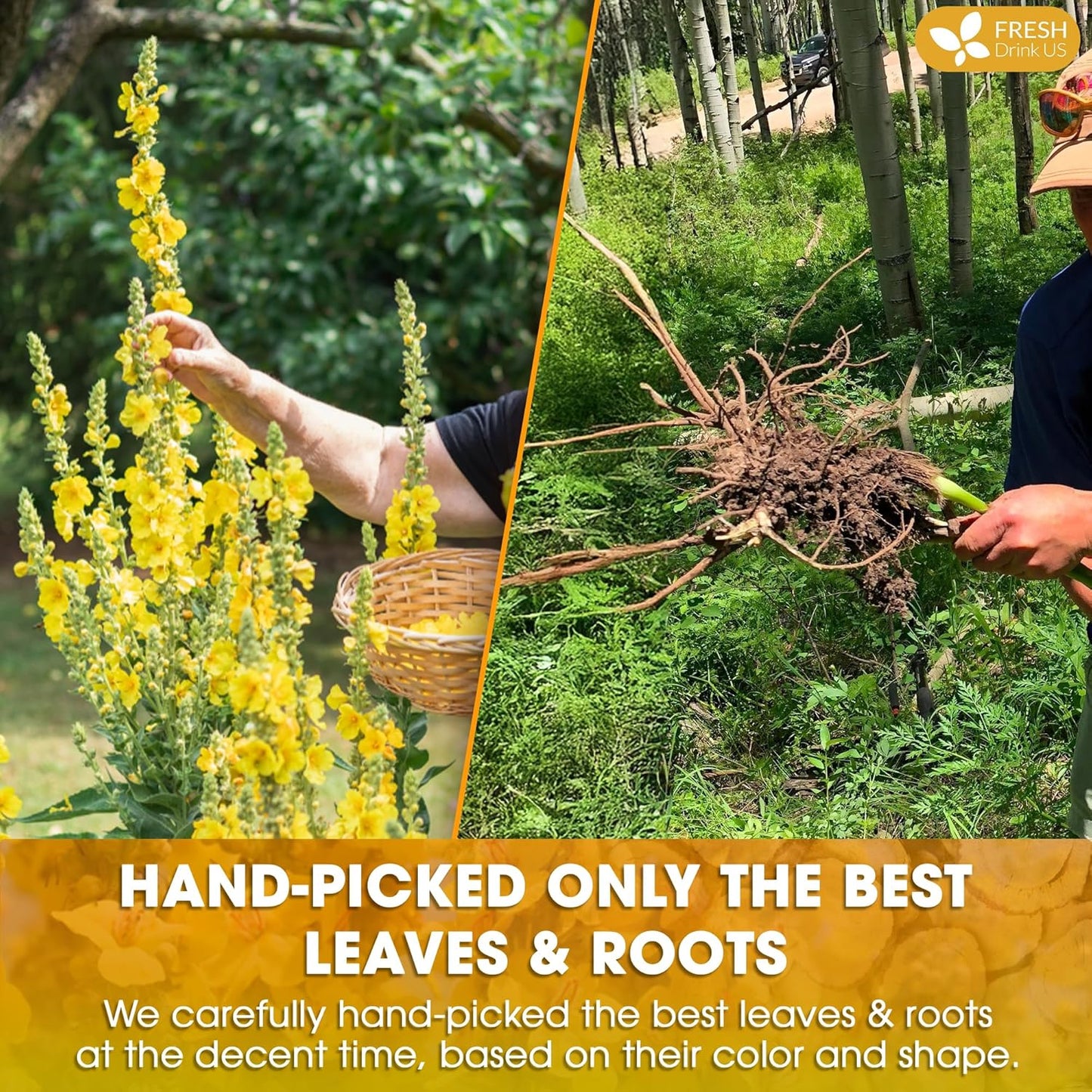 FreshDrinkUS, Premium 75 Mullein Licorice Tea Bags, 100% Natural, Blend of Mullein Leaves, and Licorice Root. Made with Natural Material Tea Bags. No Sugar, Vegan.