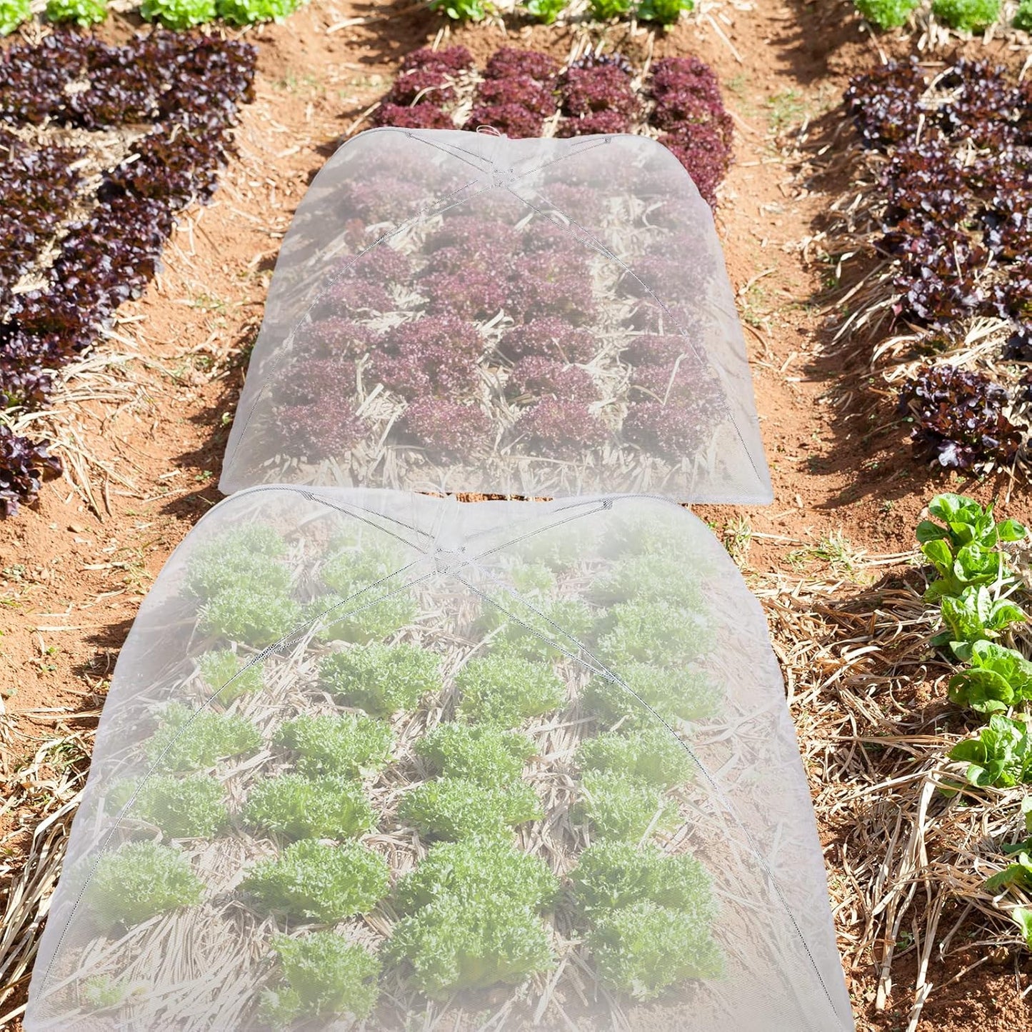 Sawysine 4 Pack Mesh Plant Cover Reusable Screen Cloche Dome Plant Protector Tent Collapsible Umbrella for Outdoor Garden Greenhouse Vegetable Flowers Strawberry from Animals(17 x 17 Inch,White)