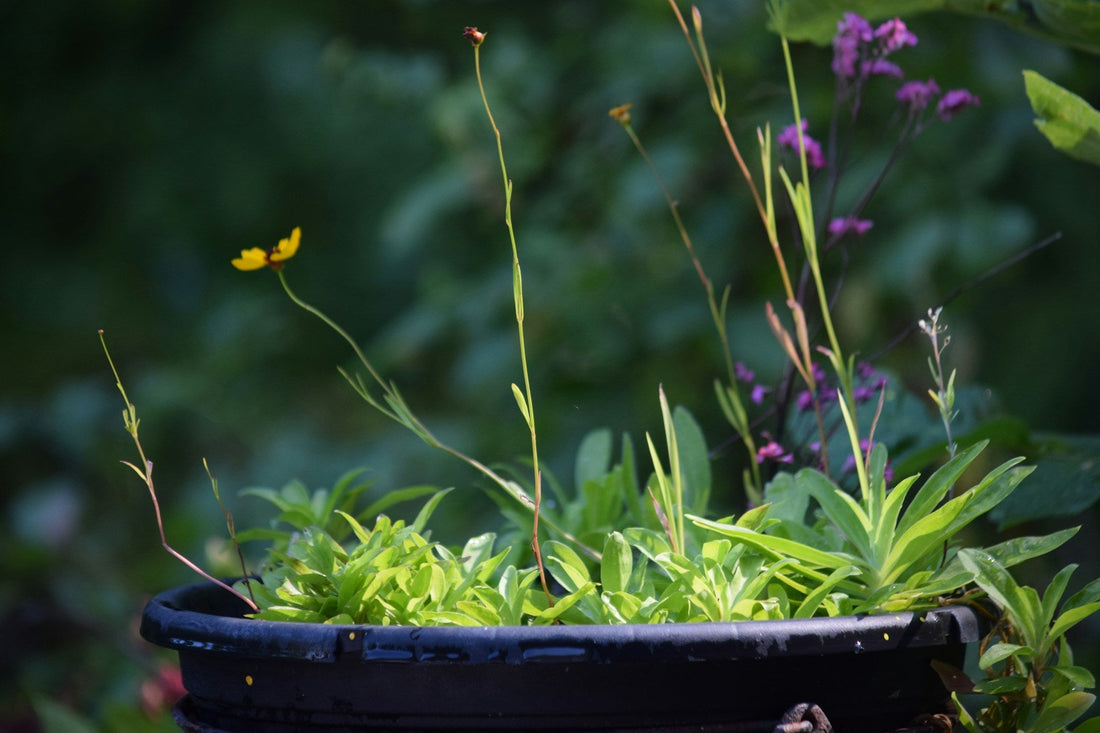 Top 10 Plants Every American Home Gardener Should Grow