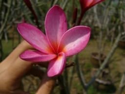 Angelica Plumeria - Frangipani - 12-16" Cutting